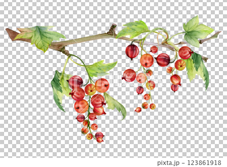 Currant gooseberry with green leaves, hand drawn in watercolor, garden berry hanging on branches in group clusters. Isolated illustration for craft eco cosmetics, aroma candles, jam jar food labels 123861918