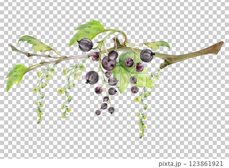 Currant gooseberry with green leaves, long flower clusters hand drawn in watercolor, garden berry hanging on branches. Isolated illustration for craft eco cosmetics, aroma candles, jam jar food labels 123861921