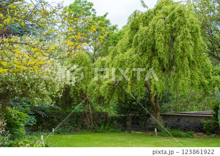 Idyllic park with vibrant spring foliage and serene ambiance, curly willow 123861922