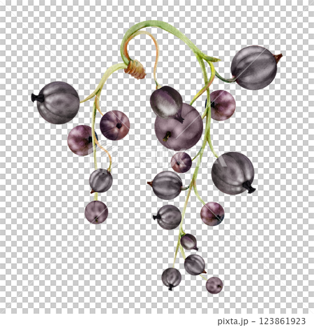 Currant gooseberry raceme bunch cluster stalk, glossy juicy ripe garden berry casseille jostaberry juneberry. Isolated botanical illustration, watercolor hand drawn. Food packaging, culinary branding Currant gooseberry raceme bunch cluster stalk, glossy juicy ripe garden berry casseille jostaberry juneberry. Isolated botanical illustration, watercolor hand drawn. Food packaging, culinary branding 123861923