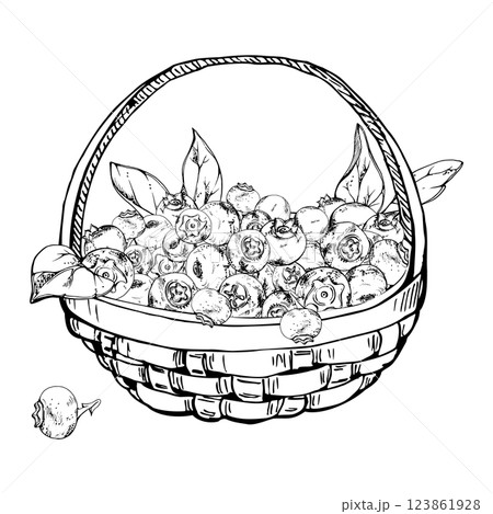 Blueberry blackberry with leaves in weaved basket, hand drawn in ink vector, heap of ripe picked forest berry harvest. Isolated illustration for restaurant, cafe menu, recipe book, farmers market 123861928
