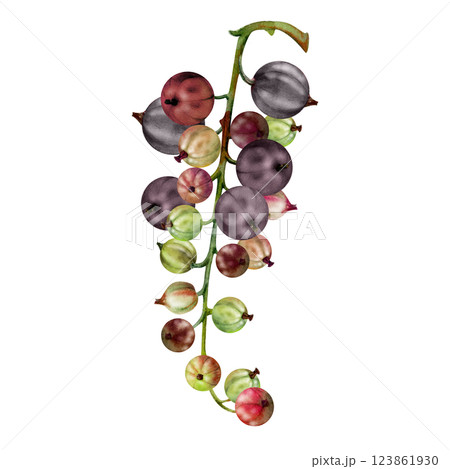 Currant gooseberry cluster bunch branch, ripe garden berry casseille juneberry jostaberry, watercolor hand drawn. Isolated botanical illustration. Home preserves, cookbook, grocery store stationery 123861930