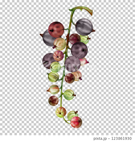 Currant gooseberry cluster bunch branch, ripe garden berry casseille juneberry jostaberry, watercolor hand drawn. Isolated botanical illustration. Home preserves, cookbook, grocery store stationery 123861930