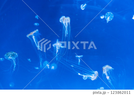 Graceful jellyfish floating in deep blue water  123862011