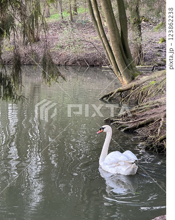 Swan Swimming in a Tranquil Pond 123862238