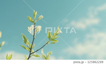 Spring branch with tender young leaves Spring branch with tender young leaves 123862289