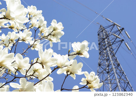 ハクモクレンの花と青空 ハクモクレンの花と青空 123862340