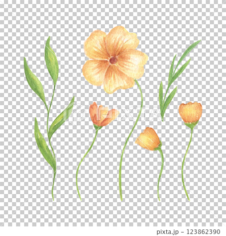 A set of yellow flowers and greenery, delicate watercolor illustrations for wedding invitations, greeting cards, and print design. Spring and summer recruitment 123862390