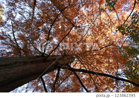紅葉したメタセコイアの大木 123862395
