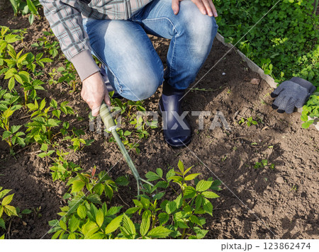 Farmer is loosening soil around raspberry bushes using a hand garden rake. 123862474