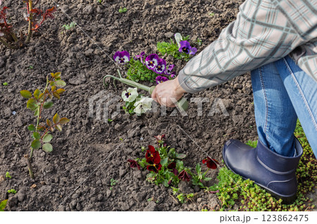 Farmer is loosening soil around flowers using a hand garden rake 123862475