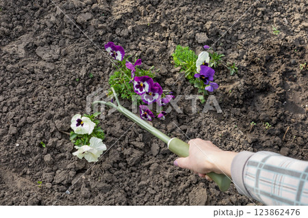 Farmer is loosening soil around flowers using a hand garden rake 123862476