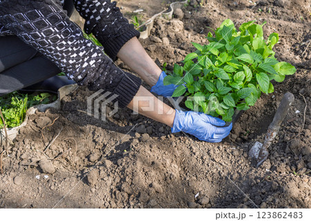 Female gardener planting bell pepper seedlings in the garden 123862483