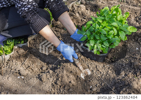 Female gardener planting bell pepper seedlings in the garden 123862484