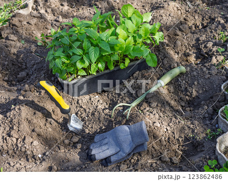 Young seedlings of bell pepper germinated from seeds 123862486
