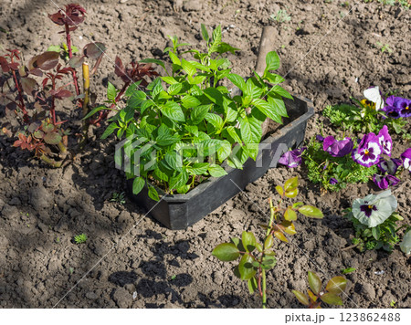 Young seedlings of bell pepper germinated from seeds 123862488