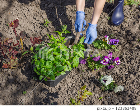 Close-up hands of the female gardener planting bell pepper seedlings in the garden 123862489