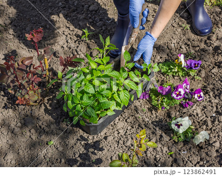 Close-up hands of the female gardener planting bell pepper seedlings in the garden Close-up hands of the female gardener planting bell pepper seedlings in the garden 123862491
