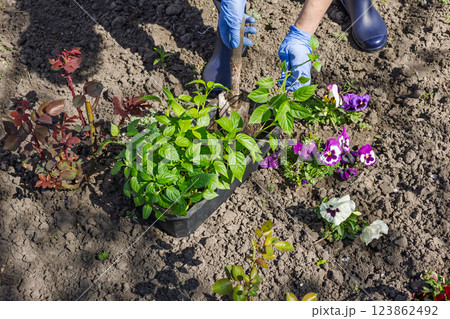 Close-up hands of the female gardener planting bell pepper seedlings in the garden 123862492