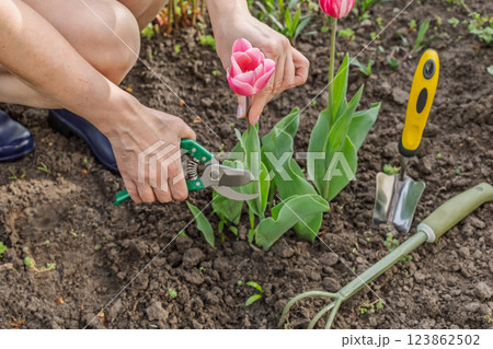 Female gardener with a pruner shears the tulip flower. 123862502