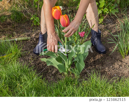 Female gardener with a pruner shears the tulip flower. 123862515