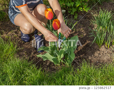 Female gardener with a pruner shears the tulip flower. Female gardener with a pruner shears the tulip flower. 123862517