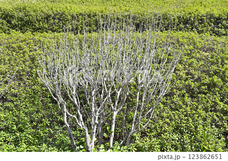 ムクゲの樹形 123862651