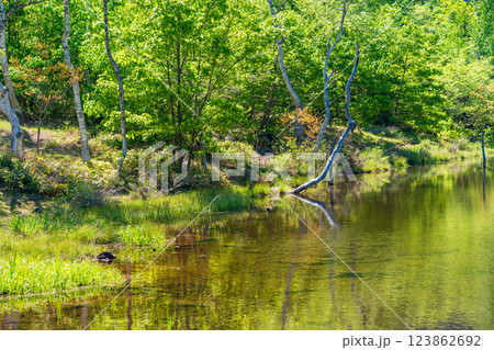 【長野県】乗鞍高原・一の瀬瀬園地　新緑のまいめの池 123862692