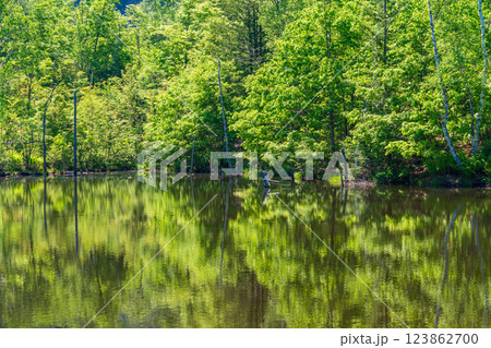 【長野県】乗鞍高原・一の瀬瀬園地　新緑のまいめの池 123862700