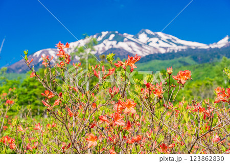 【長野県】乗鞍高原・一の瀬瀬園地　散策路に咲くレンゲツツジ 123862830