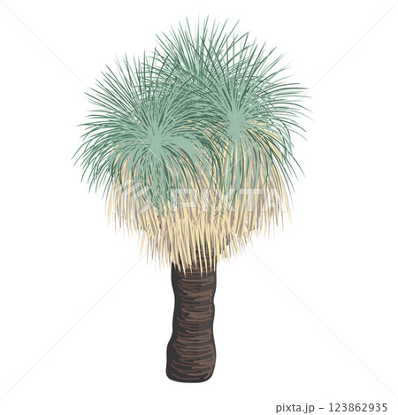 Xanthorrhoea tree vector isolated illustration. The Grass tree, native Australian endemic flora element. Xanthorrhoea tree vector isolated illustration. The Grass tree, native Australian endemic flora element. 123862935