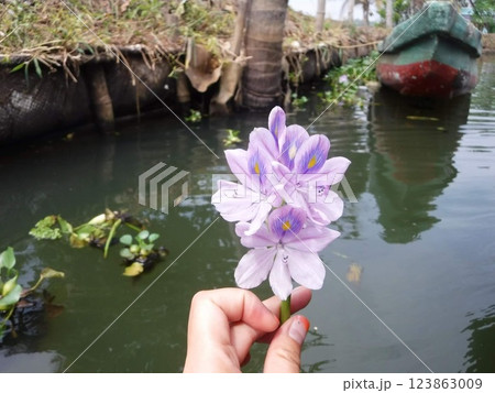 南インドの花 123863009