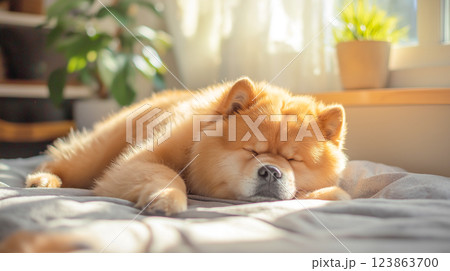 Chow Chow dog peacefully sleeping on a cozy bed in a sunlit room with indoor plants 123863700