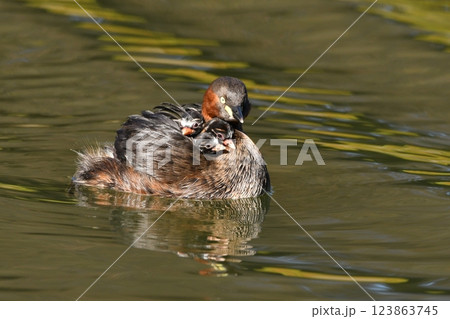 可愛い雛を背負うカイツブリ 123863745