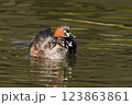 母親に守られるカイツブリの可愛い雛 123863861