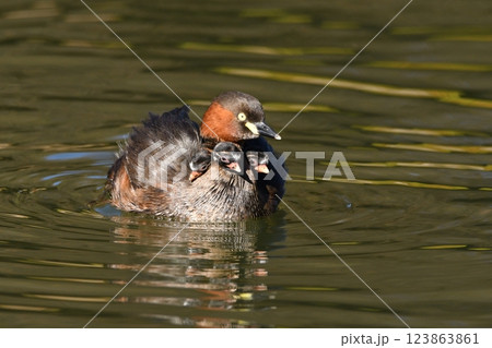 母親に守られるカイツブリの可愛い雛 123863861