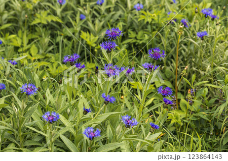 blue mountain cornflower in sprin blue mountain cornflower in sprin 123864143