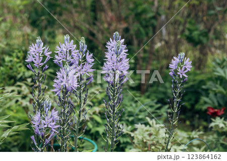 Camassia leichtlinii Caerulea flower in a garden Camassia leichtlinii Caerulea flower in a garden 123864162