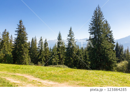 landscape with forest behind the meadow. beautiful view. nature background with blue sky and tatra mountains of poland. summer holiday backdrop 123864285