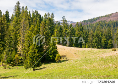 countryside mountain landscape in spring. fir forest on the grassy hill beneath a blue sky with clouds on a sunny day 123864286