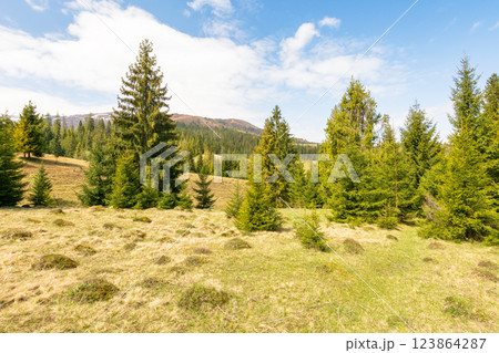 countryside mountain landscape in spring. coniferous woods in highland oof ukraine. fir forest on the grassy hill beneath a blue sky with clouds on a sunny day countryside mountain landscape in spring. coniferous woods in highland oof ukraine. fir forest on the grassy hill beneath a blue sky with clouds on a sunny day 123864287