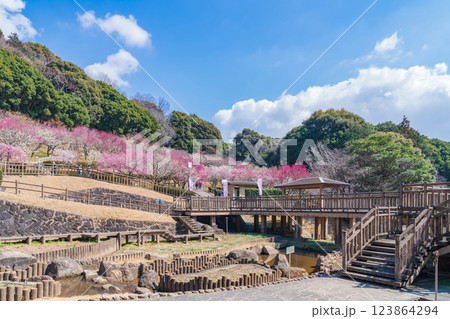 赤塚山公園、満開の梅〈愛知県豊川市〉 赤塚山公園、満開の梅〈愛知県豊川市〉 123864294