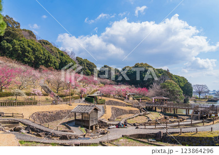 赤塚山公園、満開の梅〈愛知県豊川市〉 123864296