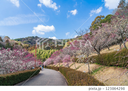 赤塚山公園、満開の梅〈愛知県豊川市〉 123864298