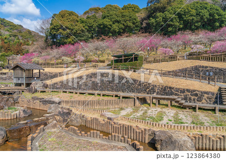 赤塚山公園、満開の梅〈愛知県豊川市〉 赤塚山公園、満開の梅〈愛知県豊川市〉 123864380