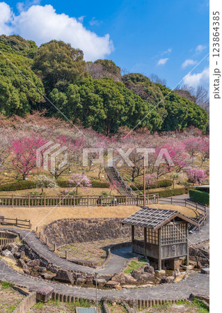 赤塚山公園、満開の梅〈愛知県豊川市〉 123864385