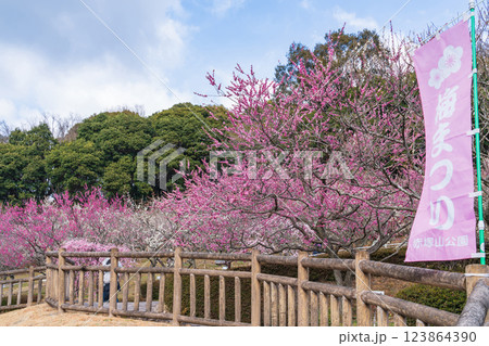 赤塚山公園、満開の梅〈愛知県豊川市〉 赤塚山公園、満開の梅〈愛知県豊川市〉 123864390