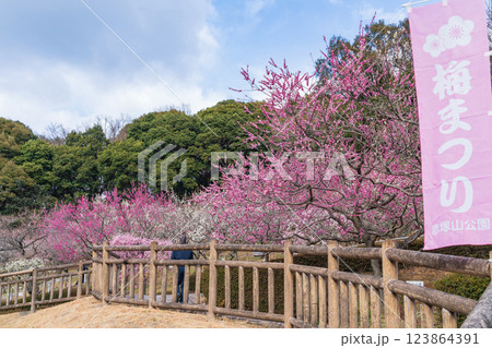 赤塚山公園、満開の梅〈愛知県豊川市〉 123864391