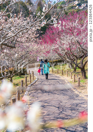 赤塚山公園、満開の梅〈愛知県豊川市〉 123864426