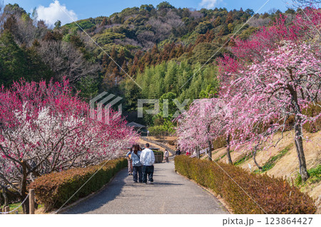 赤塚山公園、満開の梅〈愛知県豊川市〉 赤塚山公園、満開の梅〈愛知県豊川市〉 123864427